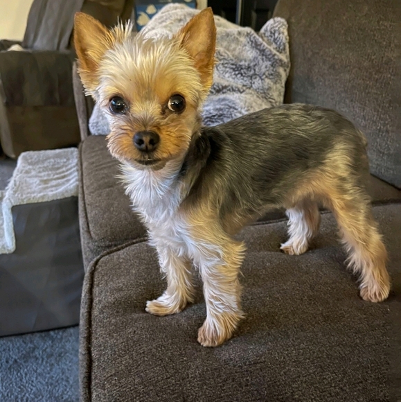 Meet your Posher - Picture 3 of 5